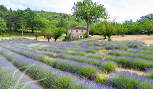 Verkauf Eigentum Saignon