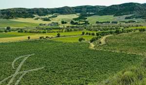 Verkauf Weingut Cuenca