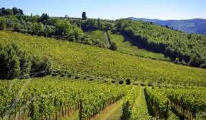 Verkauf Weingut Greve in Chianti